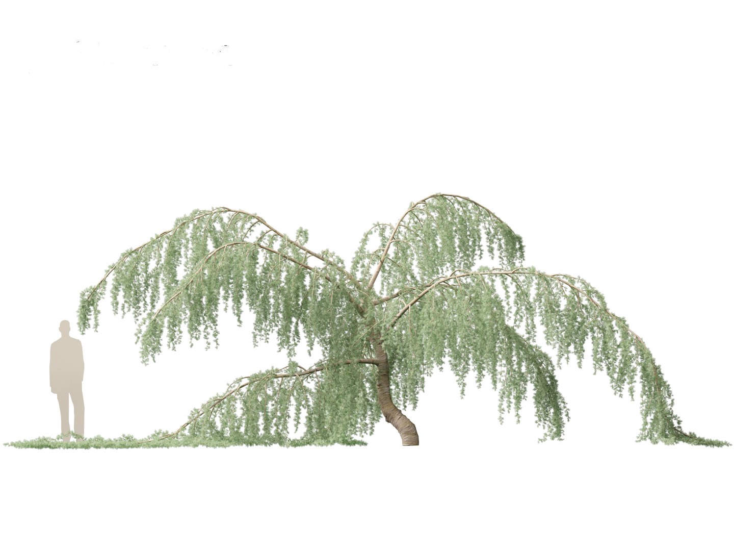 3D Cedrus atlantica Glauca Pendula - Atlas cedar model https://p.turbosquid.com/ts-thumb/XQ/4VAJmO/J3/cedrusatlanticaglaucapendula015/jpg/1701832325/1920x1080/fit_q87/4ef9d0db3fe07d60dfffcd6c324e6ec380f2f6ba/cedrusatlanticaglaucapendula015.jpg