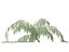 Cedrus atlantica Glauca Pendula - Atlaszeder