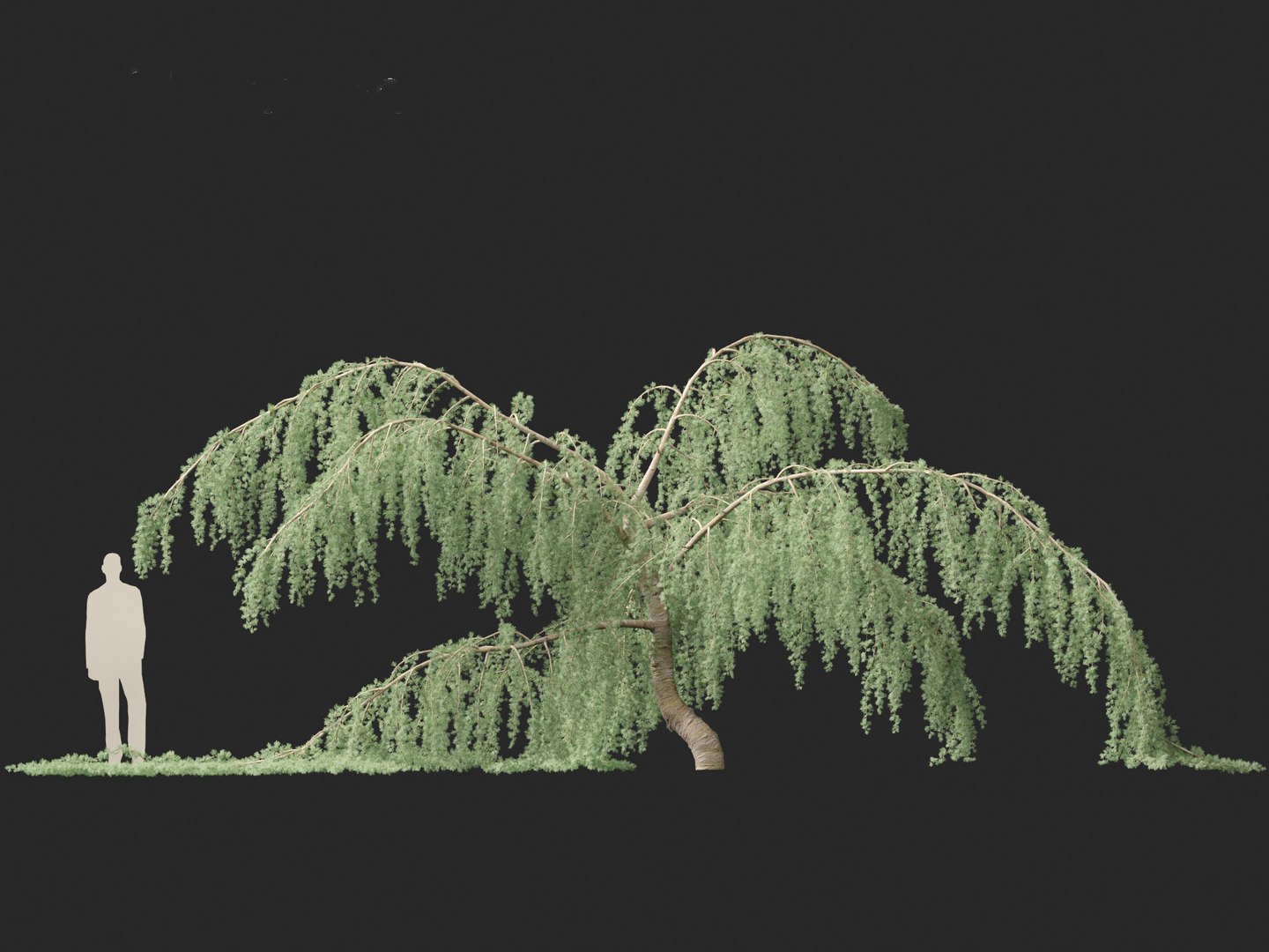 3D Cedrus atlantica Glauca Pendula - Atlas cedar model https://p.turbosquid.com/ts-thumb/XQ/4VAJmO/KU/cedrusatlanticaglaucapendula016/jpg/1701832325/1920x1080/fit_q87/899988d05a81a3c44888ed03cc31e0e9e1821a85/cedrusatlanticaglaucapendula016.jpg