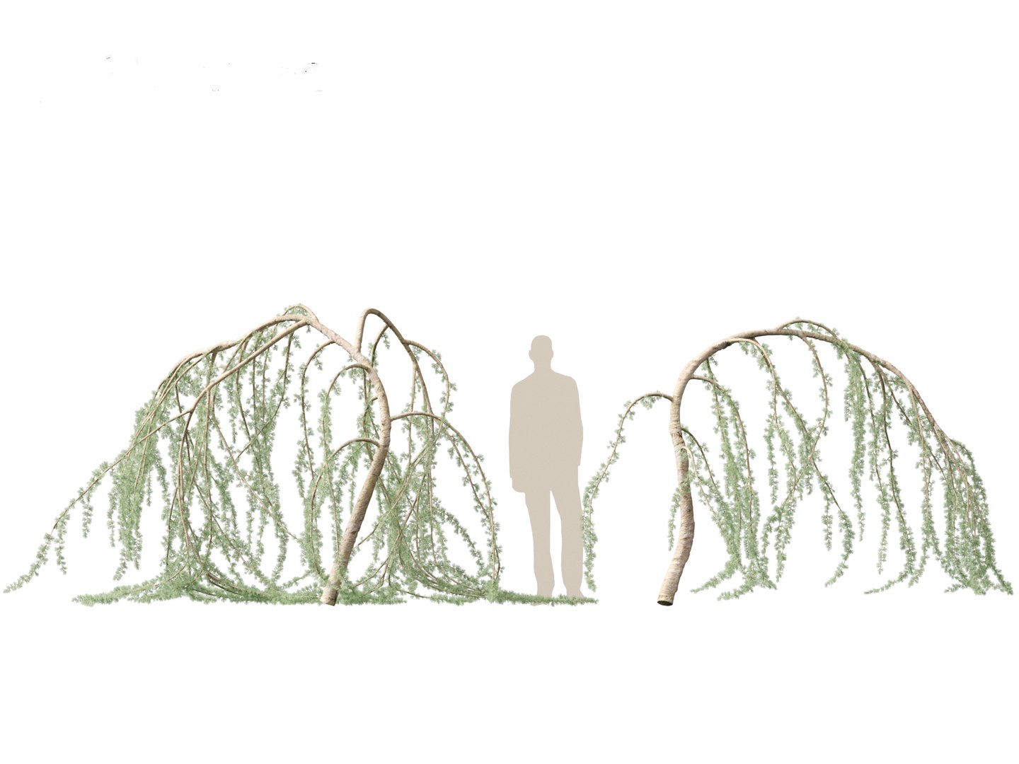 3D Cedrus atlantica Glauca Pendula - Atlas cedar model https://p.turbosquid.com/ts-thumb/XQ/4VAJmO/Lu/cedrusatlanticaglaucapendula019/jpg/1701832327/1920x1080/fit_q87/ffedc7250988b6d9f9772ad4d39190c3dcc3486c/cedrusatlanticaglaucapendula019.jpg