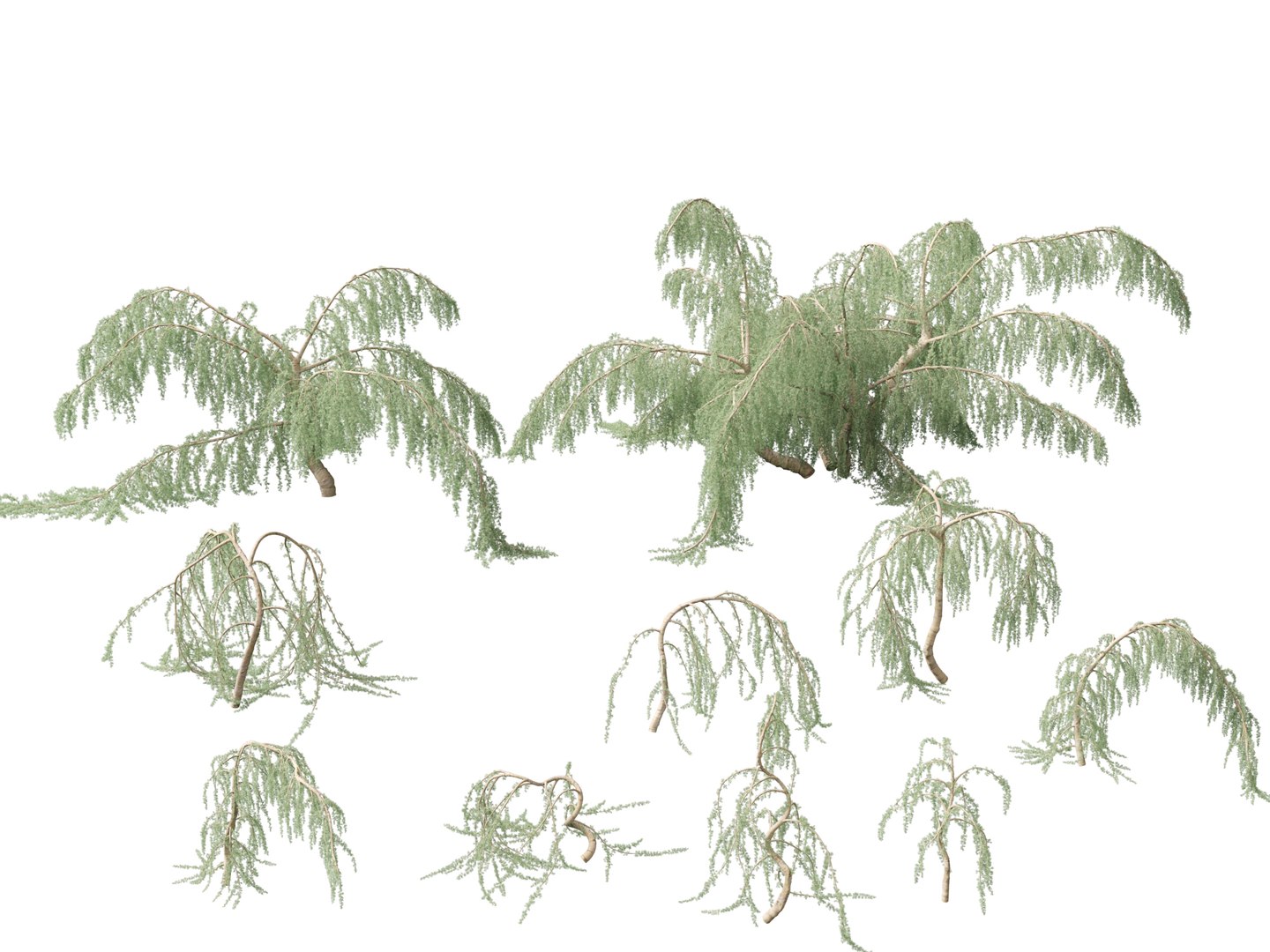 3D Cedrus atlantica Glauca Pendula - Atlas cedar model https://p.turbosquid.com/ts-thumb/XQ/4VAJmO/SN/cedrusatlanticaglaucapendula0113/jpg/1701832331/1920x1080/fit_q87/50eee30576b64e19fc4569801d7461803cb817c4/cedrusatlanticaglaucapendula0113.jpg