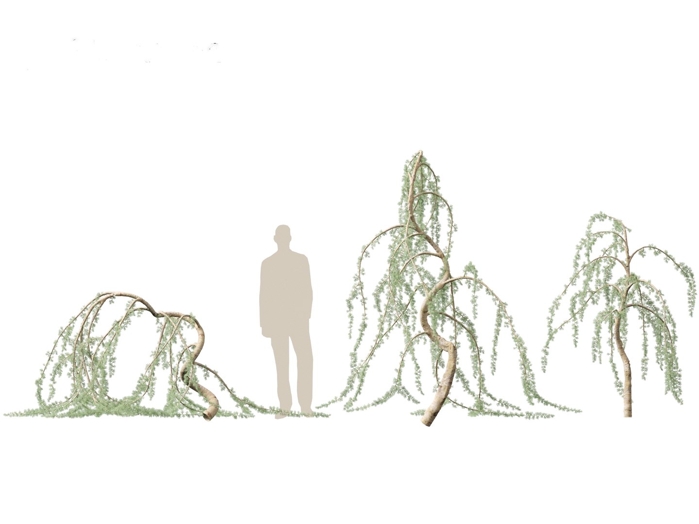 3D Cedrus atlantica Glauca Pendula - Atlas cedar model https://p.turbosquid.com/ts-thumb/XQ/4VAJmO/TJ/cedrusatlanticaglaucapendula0111/jpg/1701832329/1920x1080/fit_q87/d6bf6e69f43c06c861a3be44035d982b1a243199/cedrusatlanticaglaucapendula0111.jpg
