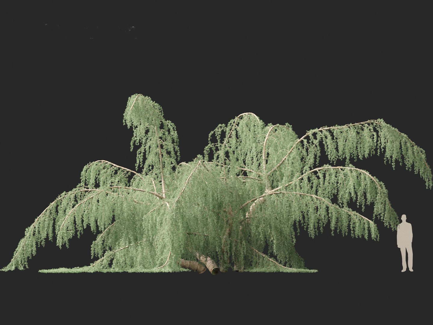 3D Cedrus atlantica Glauca Pendula - Atlas cedar model https://p.turbosquid.com/ts-thumb/XQ/4VAJmO/gI/cedrusatlanticaglaucapendula014/jpg/1701832322/1920x1080/fit_q87/a24844441965551c33c698e74f41e76b180f2930/cedrusatlanticaglaucapendula014.jpg