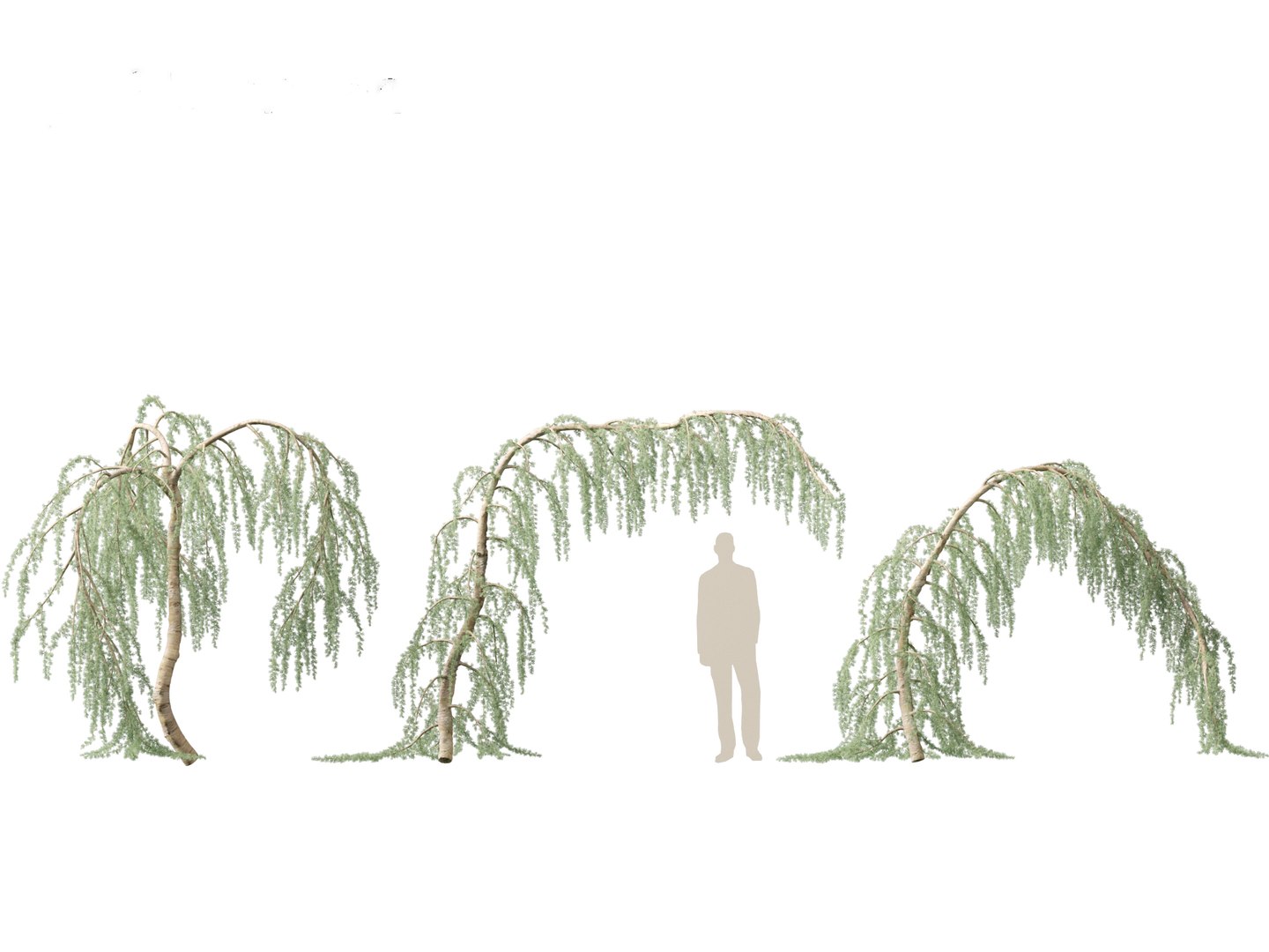 3D Cedrus atlantica Glauca Pendula - Atlas cedar model https://p.turbosquid.com/ts-thumb/XQ/4VAJmO/pj/cedrusatlanticaglaucapendula017/jpg/1701832325/1920x1080/fit_q87/e2cb0addc91515d18a9cd157697a038feee84249/cedrusatlanticaglaucapendula017.jpg