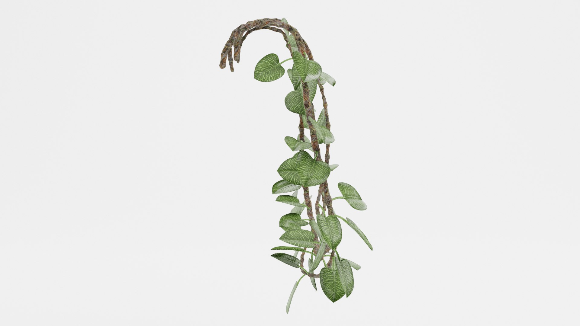 Liana Plant 3D Model - TurboSquid 1682711