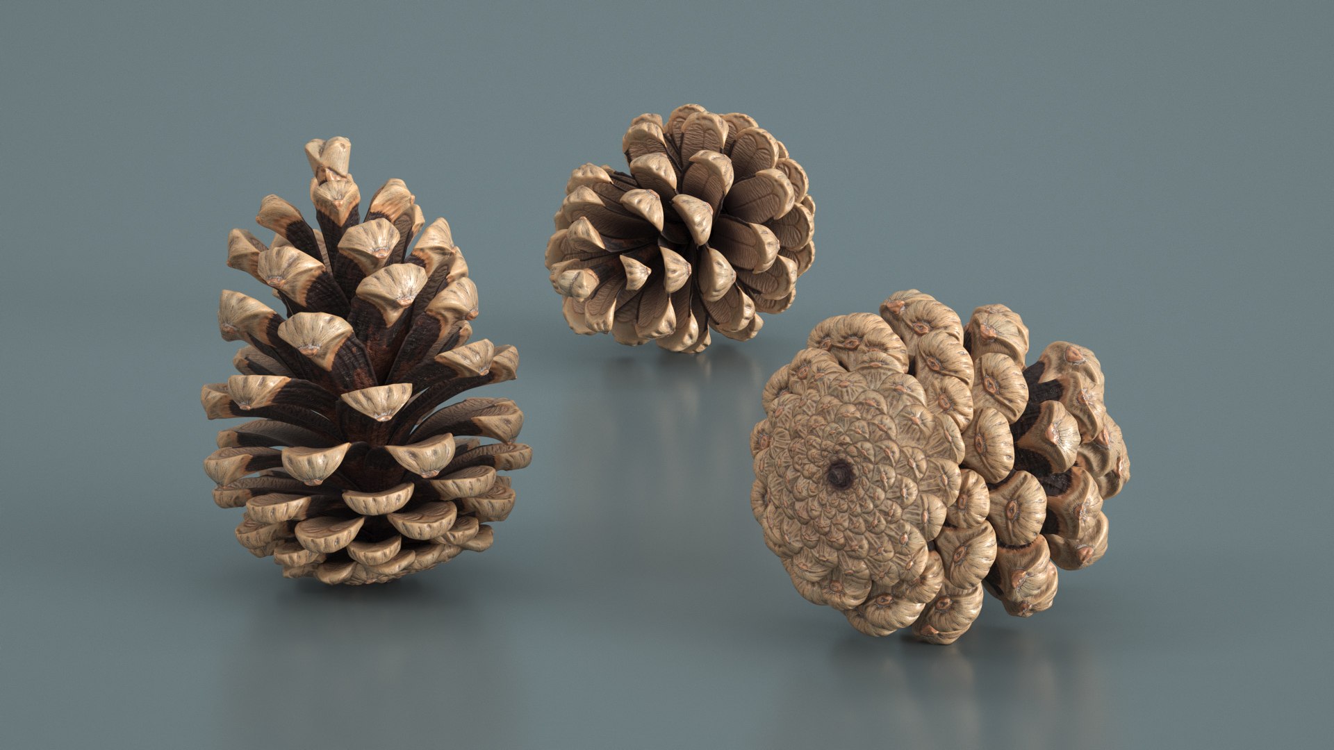 3D Opened Pine Cone Brown model https://p.turbosquid.com/ts-thumb/XQ/E46KYM/DC/opened_pine_cone_brown_003/jpg/1771391590/1920x1080/fit_q87/3bc3b84ce08f9117398b998834a4bc399f5a2366/opened_pine_cone_brown_003.jpg