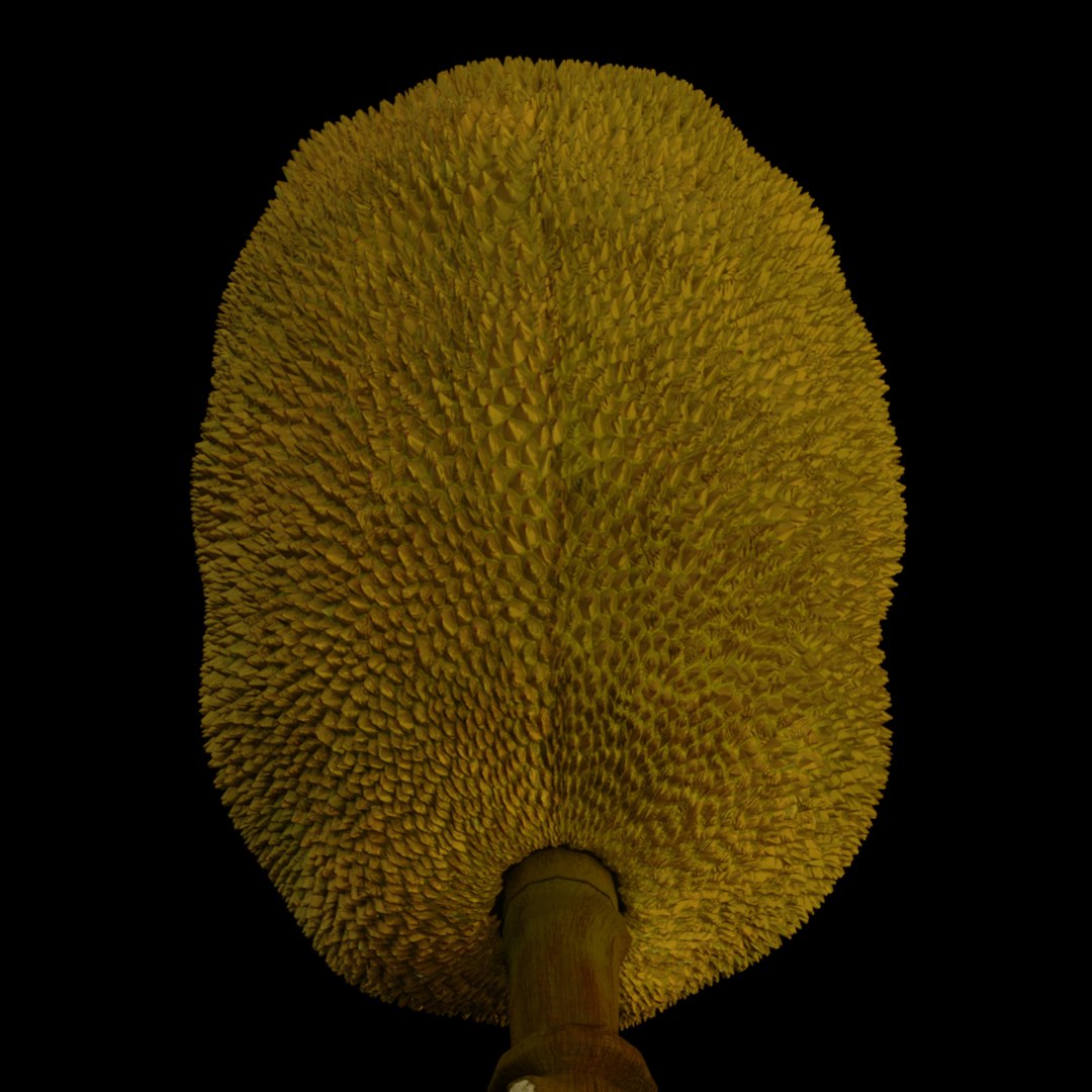 3D jackfruit fruit jack https://p.turbosquid.com/ts-thumb/XQ/HaOhu9/8T/jaqqa6/jpg/1657712525/1920x1080/fit_q87/dddfe712c1efb86f3c67e784b58986c95cb966d2/jaqqa6.jpg