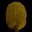 jackfruit