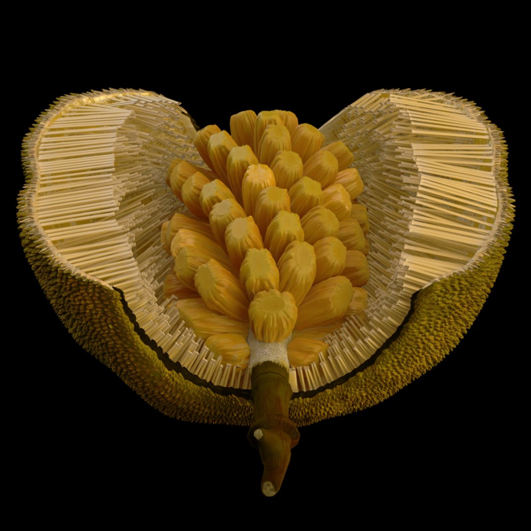 3D jackfruit fruit jack https://p.turbosquid.com/ts-thumb/XQ/HaOhu9/A4/jaqqa13/jpg/1657712531/1920x1080/fit_q87/6cfaecc87d9ff542e2b98aa4fea3fb0aba92a29d/jaqqa13.jpg