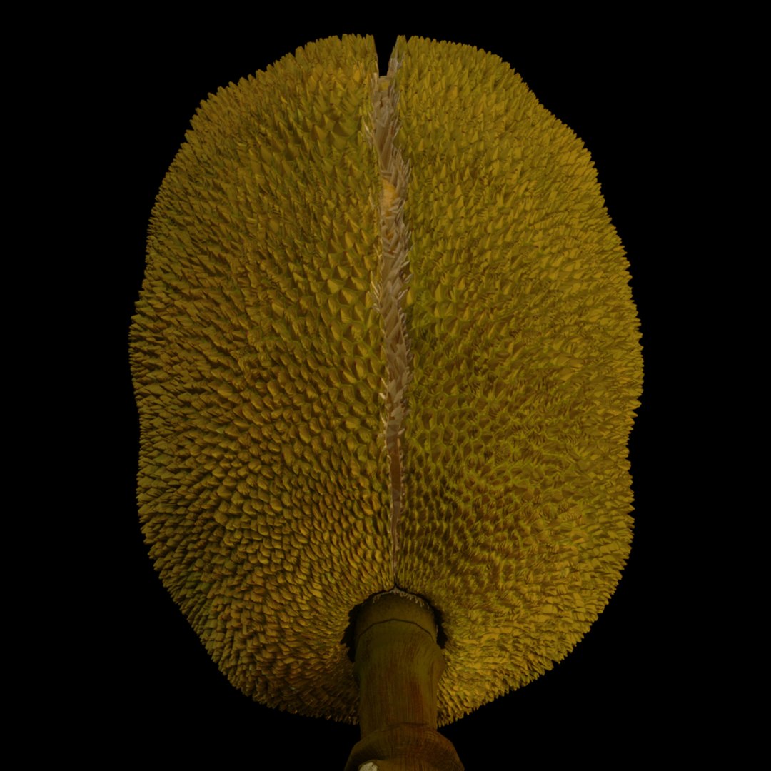 3D jackfruit fruit jack https://p.turbosquid.com/ts-thumb/XQ/HaOhu9/AZ/jaqqa8/jpg/1657712526/1920x1080/fit_q87/c2267424f7534a43abfbba34b210f0e7de57782f/jaqqa8.jpg