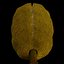 jackfruit