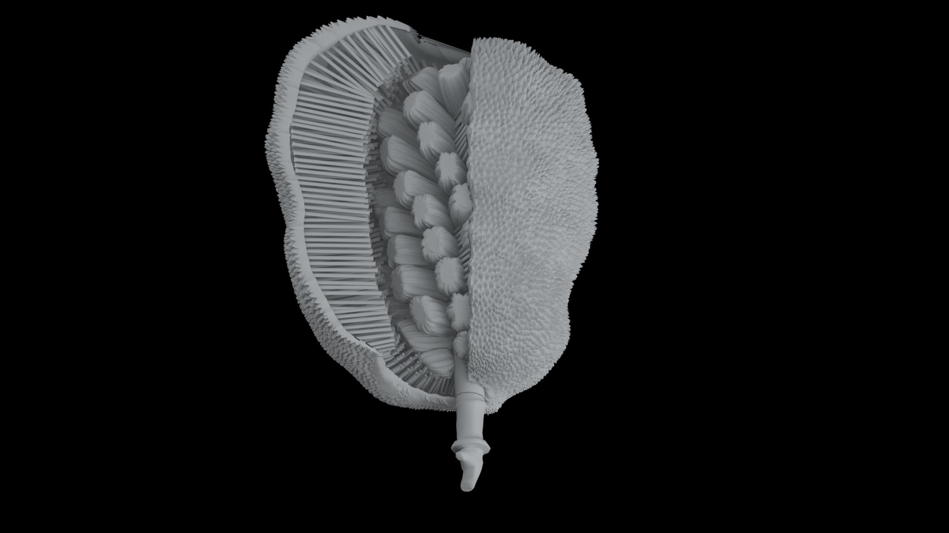 3D jackfruit fruit jack https://p.turbosquid.com/ts-thumb/XQ/HaOhu9/Ce/greyscal2/jpg/1657712618/1920x1080/fit_q87/f6de006c6cf55a3a828eb2ab62648591b1d51e3e/greyscal2.jpg
