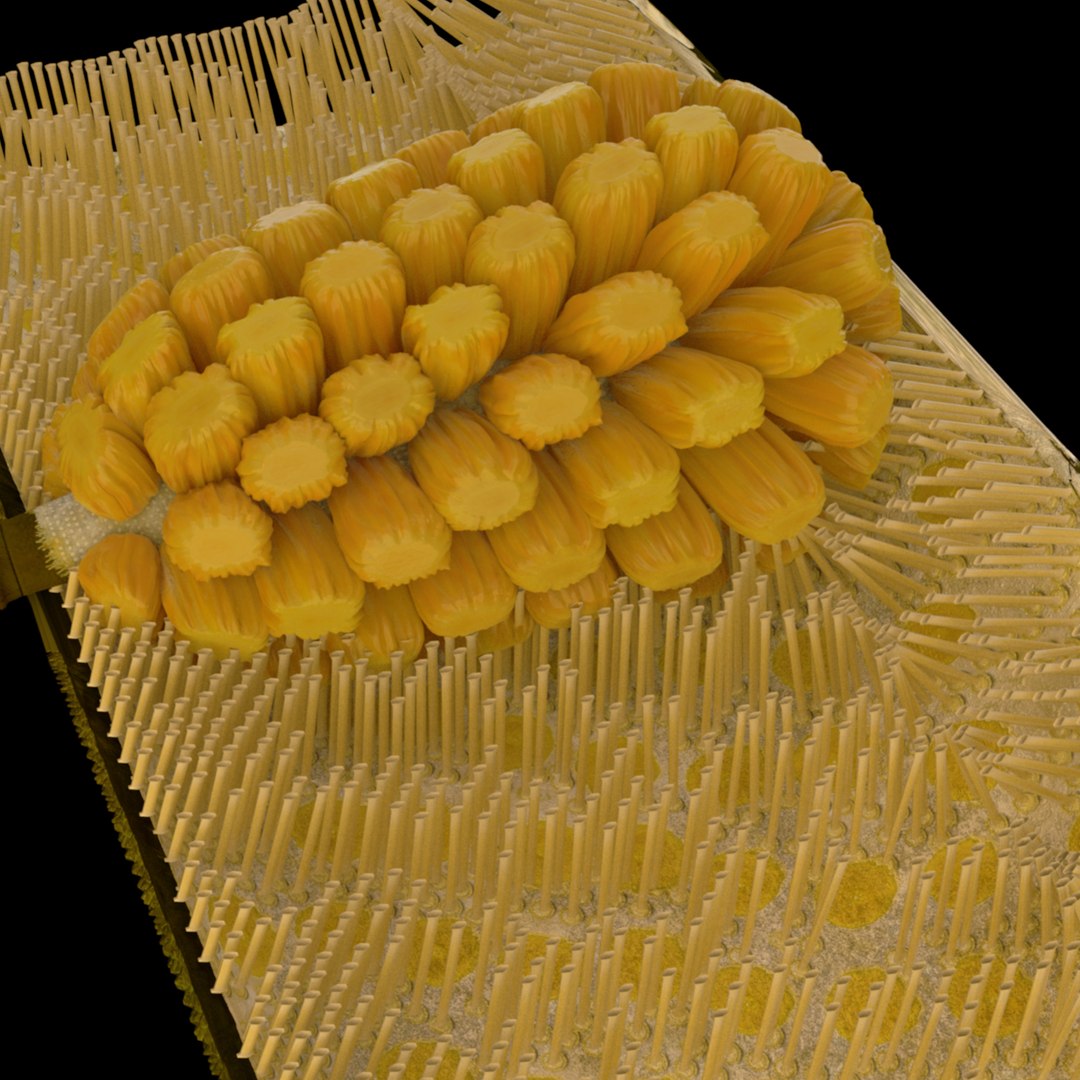 3D jackfruit fruit jack https://p.turbosquid.com/ts-thumb/XQ/HaOhu9/Iz/jaqqa3/jpg/1657712576/1920x1080/fit_q87/5eac2b031570171e24104c17ce62425a17c4cbc0/jaqqa3.jpg