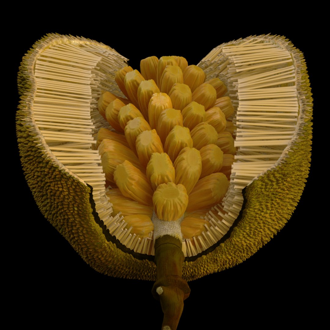 3D jackfruit fruit jack https://p.turbosquid.com/ts-thumb/XQ/HaOhu9/L2/jaqqa12/jpg/1657712530/1920x1080/fit_q87/a30a59c80738d18ac915838fd20c4d907578be07/jaqqa12.jpg