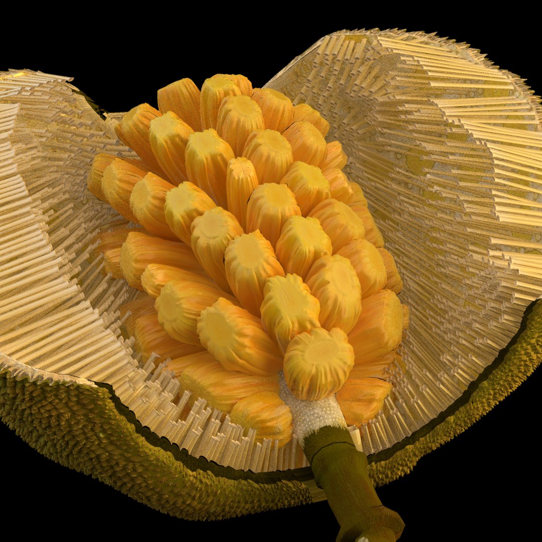 3D jackfruit fruit jack https://p.turbosquid.com/ts-thumb/XQ/HaOhu9/XO/color/jpg/1657712263/1920x1080/fit_q87/0e54a347369eb800aac3fa6413e6fa803b5bd002/color.jpg