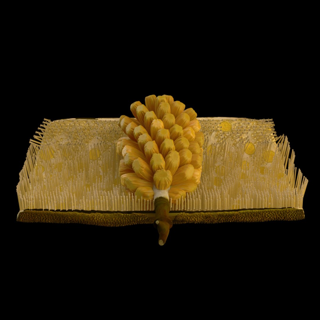 3D jackfruit fruit jack https://p.turbosquid.com/ts-thumb/XQ/HaOhu9/dF/jaqqa16/jpg/1657712534/1920x1080/fit_q87/1eb1146d5ecc9df5e5123440c735687958835873/jaqqa16.jpg