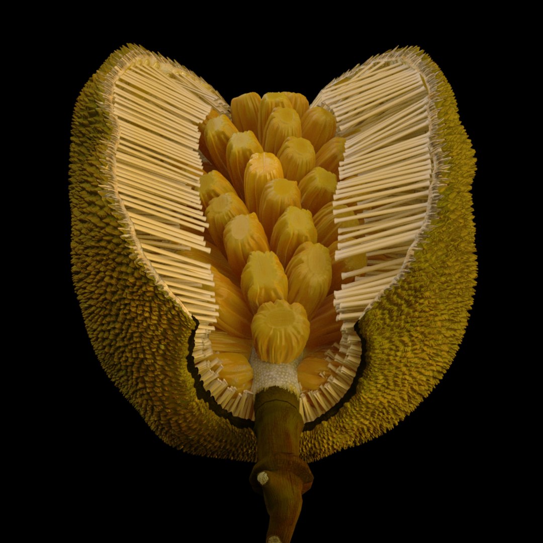 3D jackfruit fruit jack https://p.turbosquid.com/ts-thumb/XQ/HaOhu9/de/jaqqa11/jpg/1657712529/1920x1080/fit_q87/a1448a03ef0d1b82ee71a54a8489bb985ba071dd/jaqqa11.jpg