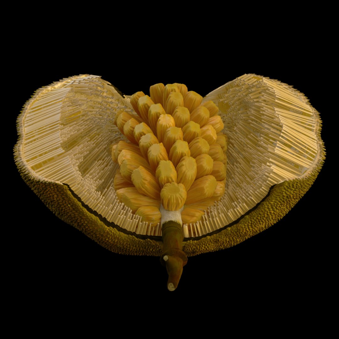 3D jackfruit fruit jack https://p.turbosquid.com/ts-thumb/XQ/HaOhu9/nO/jaqqa14/jpg/1657712532/1920x1080/fit_q87/d1e14bb4ba49b1addf8ad36cd5ce635d114c26bd/jaqqa14.jpg