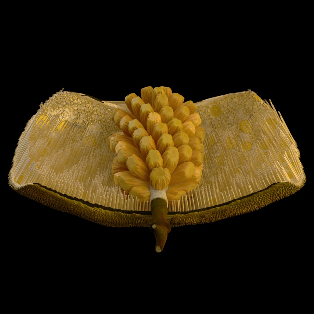 3D jackfruit fruit jack https://p.turbosquid.com/ts-thumb/XQ/HaOhu9/o4/jaqqa15/jpg/1657712534/1920x1080/fit_q87/9491d6ed423c283546b48e4671b204c2c59d0d6e/jaqqa15.jpg