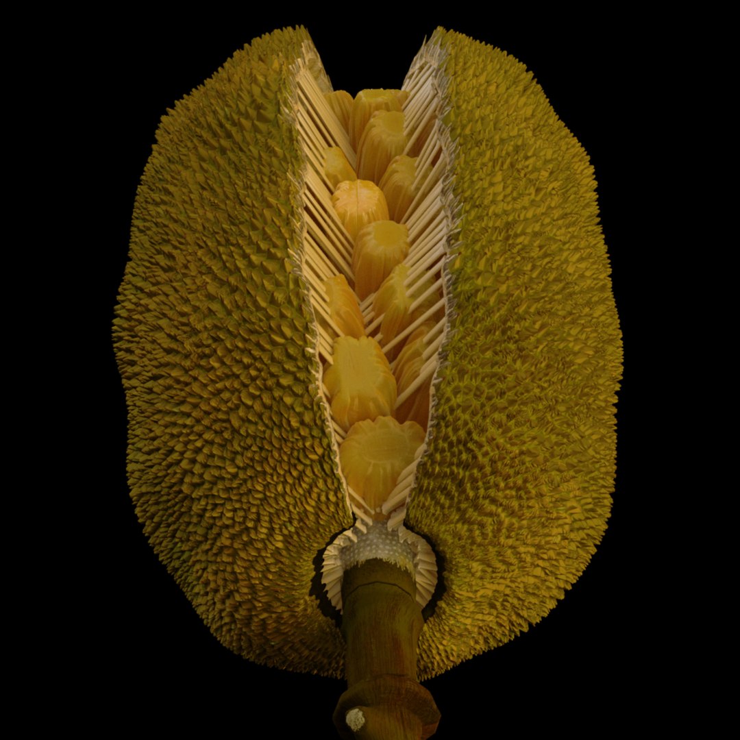 3D jackfruit fruit jack https://p.turbosquid.com/ts-thumb/XQ/HaOhu9/pi/jaqqa9/jpg/1657712526/1920x1080/fit_q87/1481d08b31ddd9128ce9b23dcbfe9e197bc25432/jaqqa9.jpg