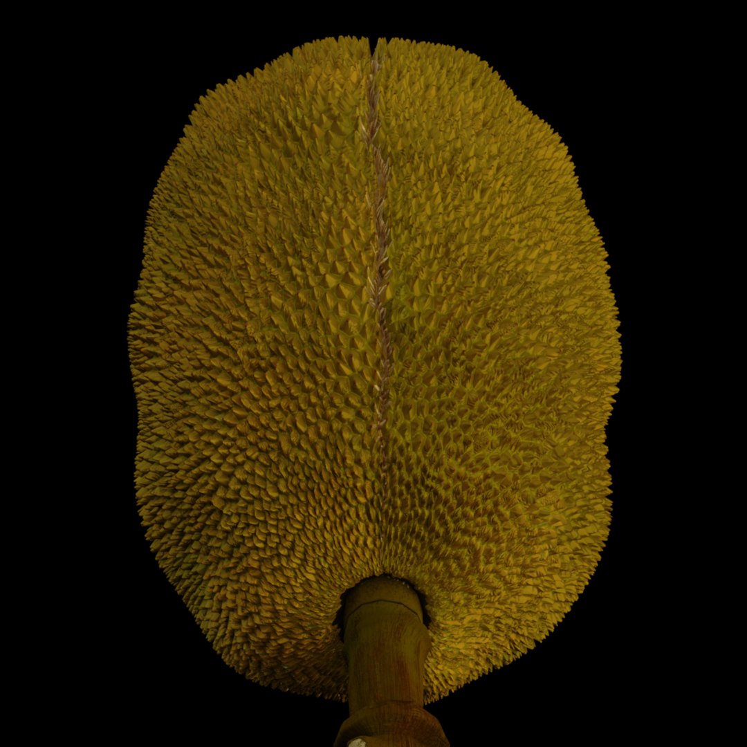 3D jackfruit fruit jack https://p.turbosquid.com/ts-thumb/XQ/HaOhu9/uO/jaqqa7/jpg/1657712533/1920x1080/fit_q87/d758d9fb691d1e4cf3680731d1ada8a8f8e6f6b9/jaqqa7.jpg