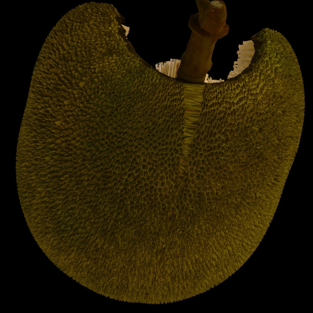 3D jackfruit fruit jack https://p.turbosquid.com/ts-thumb/XQ/HaOhu9/xe/jaqqa5/jpg/1657712578/1920x1080/fit_q87/15c2a1f5c3e67ce957f97f2f28168650a57e6911/jaqqa5.jpg