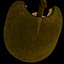 jackfruit