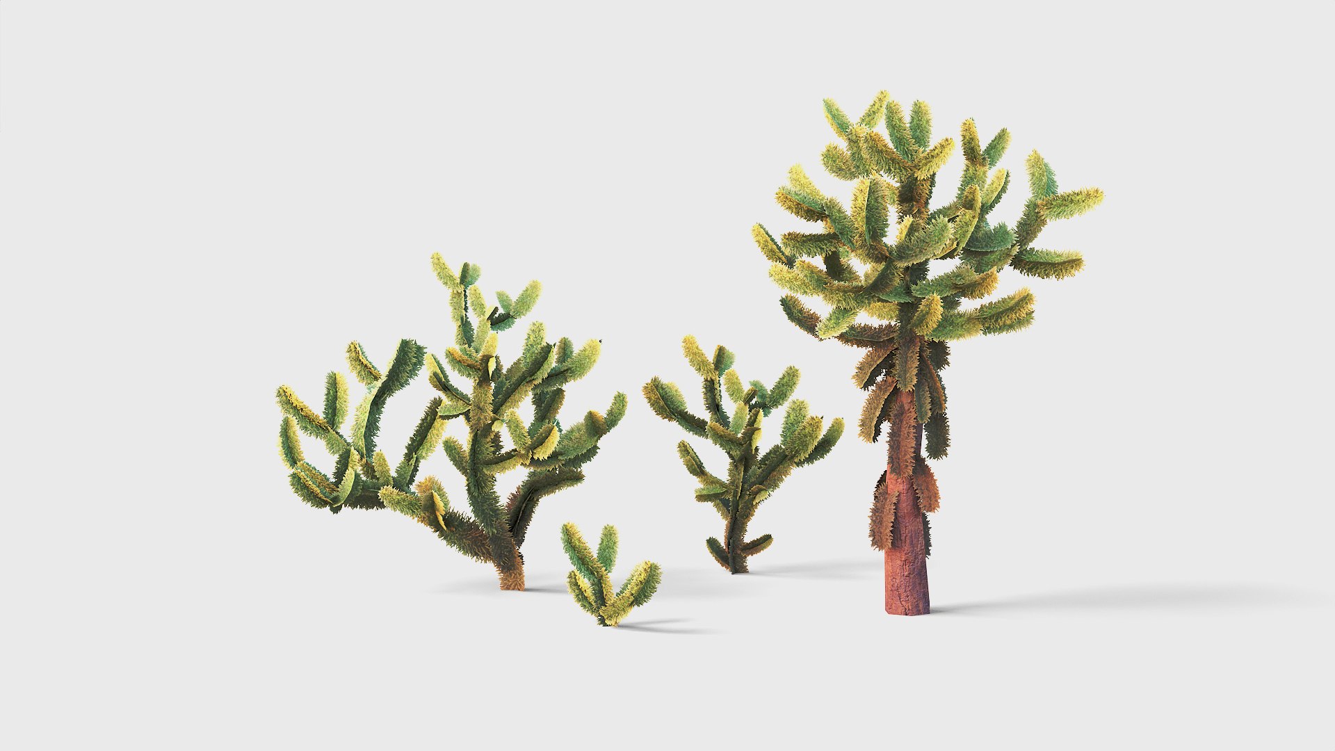 3D model Jumping cholla https://p.turbosquid.com/ts-thumb/XQ/gED8lP/ig/jumpingcholla_searchimage_unrealengine/jpg/1737554165/1920x1080/fit_q87/8089008cb4854be6ed74b1409d47db91b05e3f20/jumpingcholla_searchimage_unrealengine.jpg