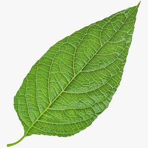 Birch Leaf V1