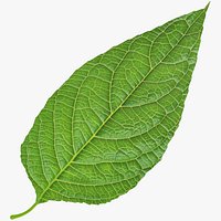 Birch Leaf V1