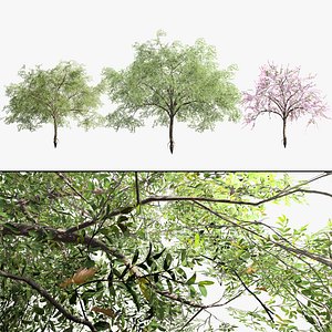 Almond fruit Tree with Free Tutorial