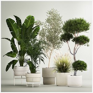 3D Set of potted plants olive palm strelitzia 1198