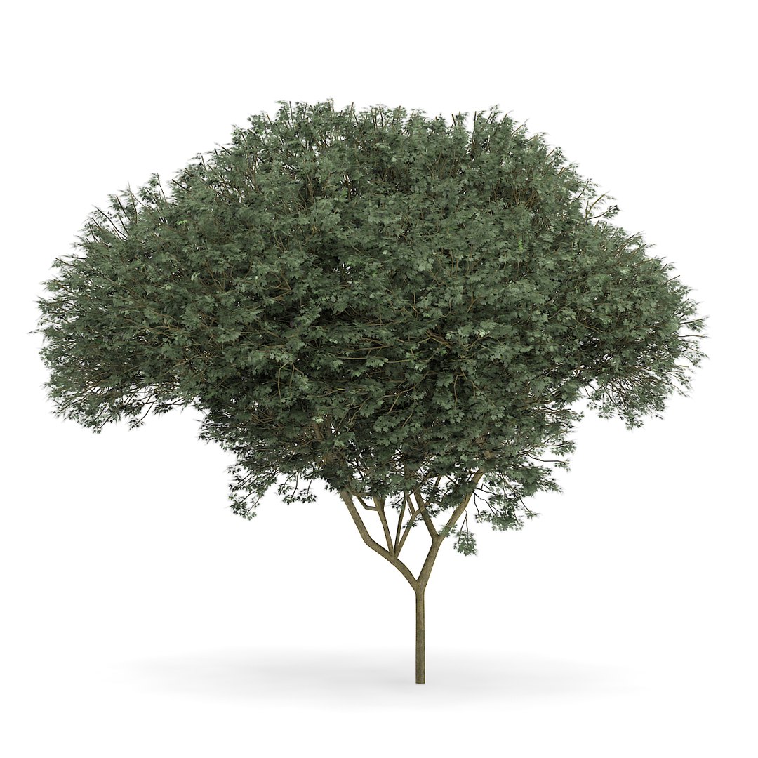 3D model volume 72 trees ix https://p.turbosquid.com/ts-thumb/XQ/sSUyQN/4sFdRgzV/cgaxis_models_72_10a/jpg/1496344467/1920x1080/fit_q87/13eaa205c62d6d238f80a0e9a0b511cc8c568c06/cgaxis_models_72_10a.jpg