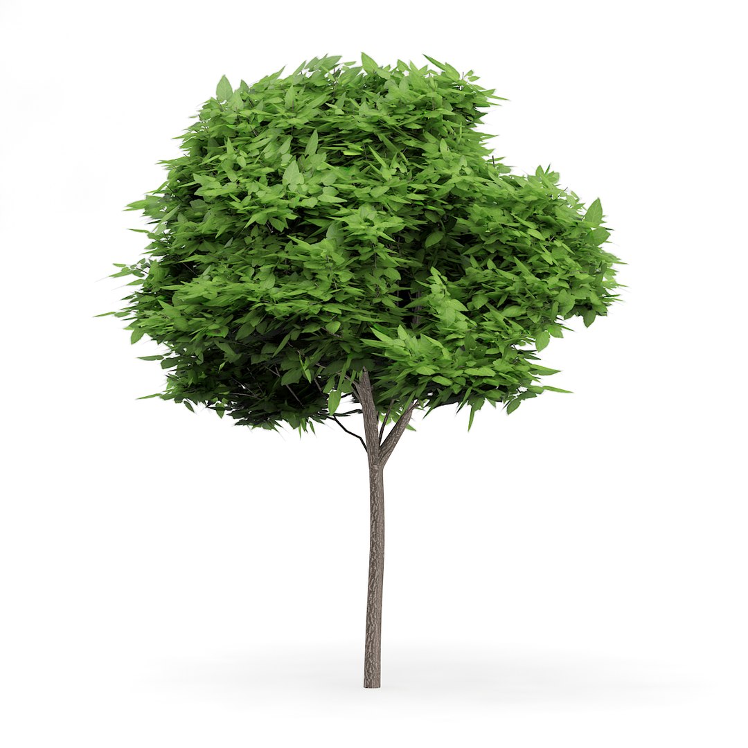 3D model volume 72 trees ix https://p.turbosquid.com/ts-thumb/XQ/sSUyQN/C1Ug8Ito/cgaxis_models_72_27a/jpg/1496344468/1920x1080/fit_q87/954de8f674acbc5c81a75cde6699cc5e497e462a/cgaxis_models_72_27a.jpg
