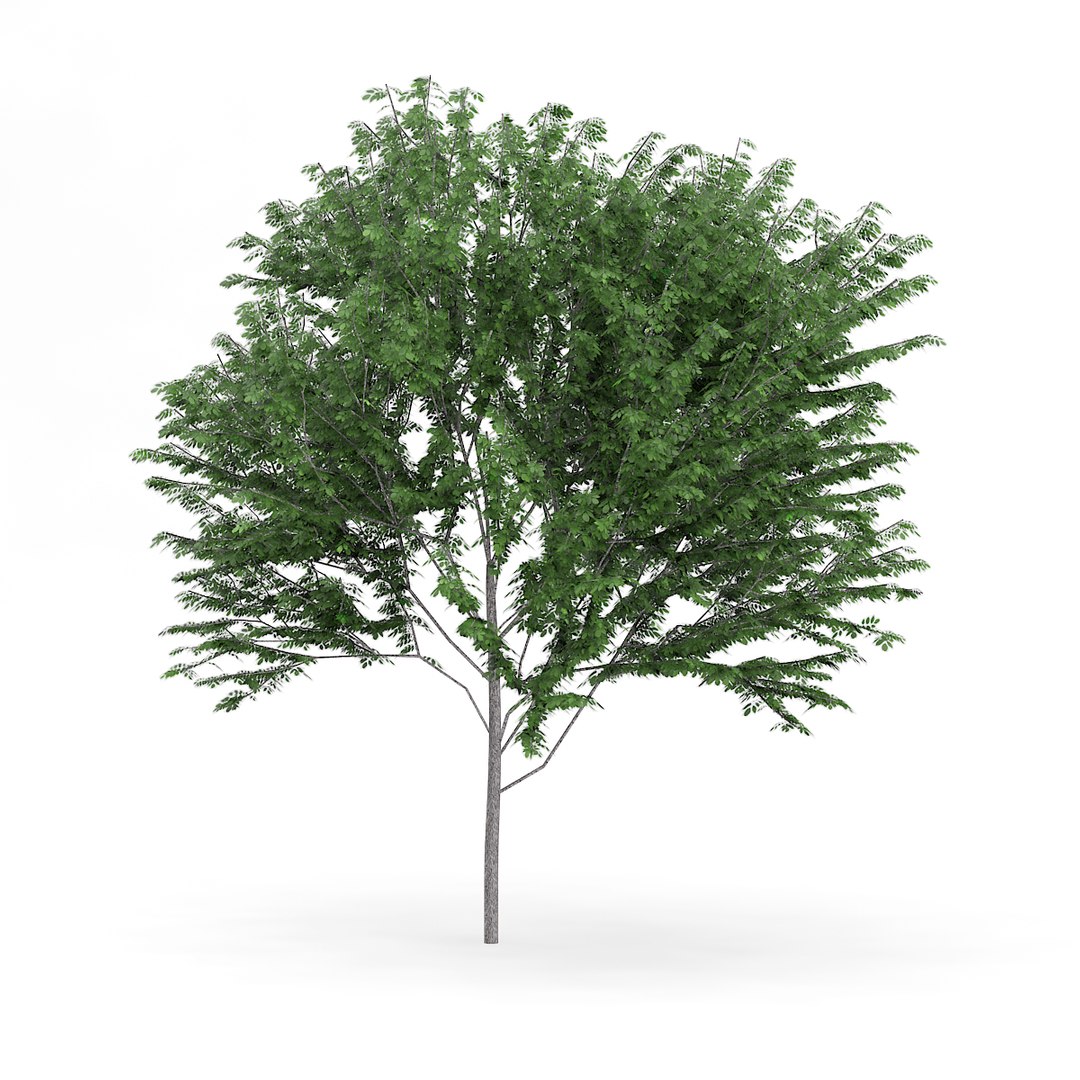 3D model volume 72 trees ix https://p.turbosquid.com/ts-thumb/XQ/sSUyQN/NPoEJgm4/cgaxis_models_72_30a/jpg/1496344468/1920x1080/fit_q87/4e056a4703de3d359dc70e858a9ae7a2056d08e3/cgaxis_models_72_30a.jpg