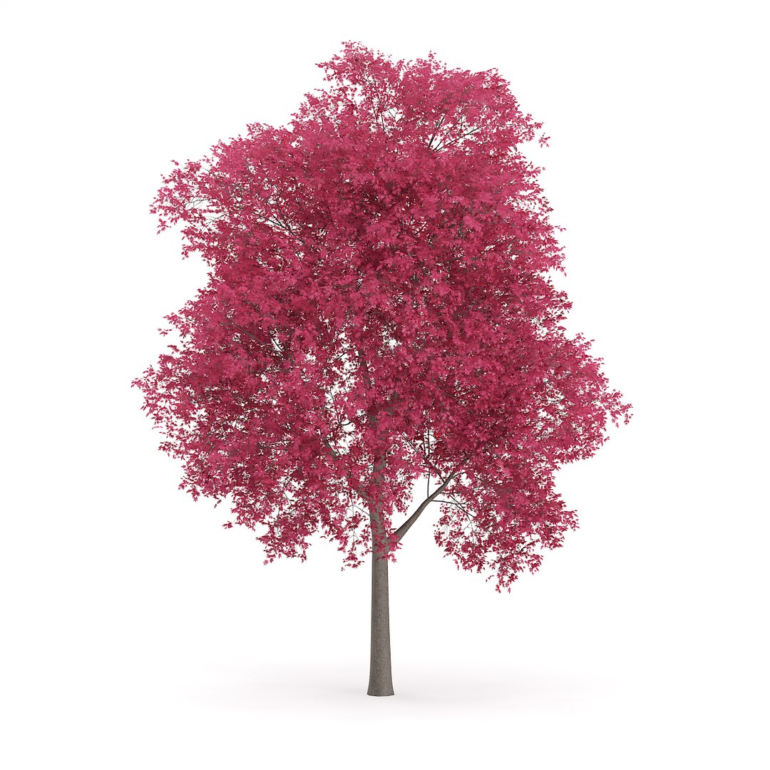 3D model volume 72 trees ix https://p.turbosquid.com/ts-thumb/XQ/sSUyQN/dG3xNZbo/cgaxis_models_72_17a/jpg/1496344467/1920x1080/fit_q87/bedb2117feedb1f0977813a3b34036fdffd14a87/cgaxis_models_72_17a.jpg