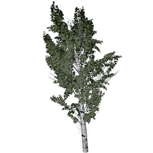 3D European White Birch Tree - 08 -