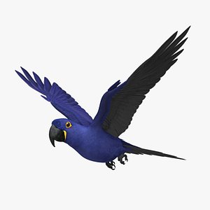 Anodorhynchus Hyacinthinus 'Hyacinth Macaw Parrot'