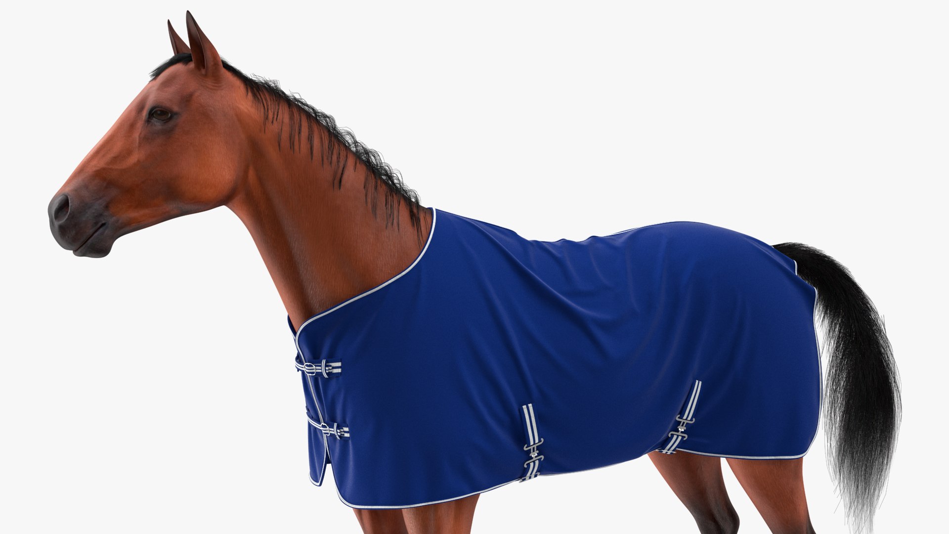 Stable Rug Blue Fleece On Horse Fur 3D Model - TurboSquid 2144087
