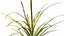 Aquarium Plants Collection 3