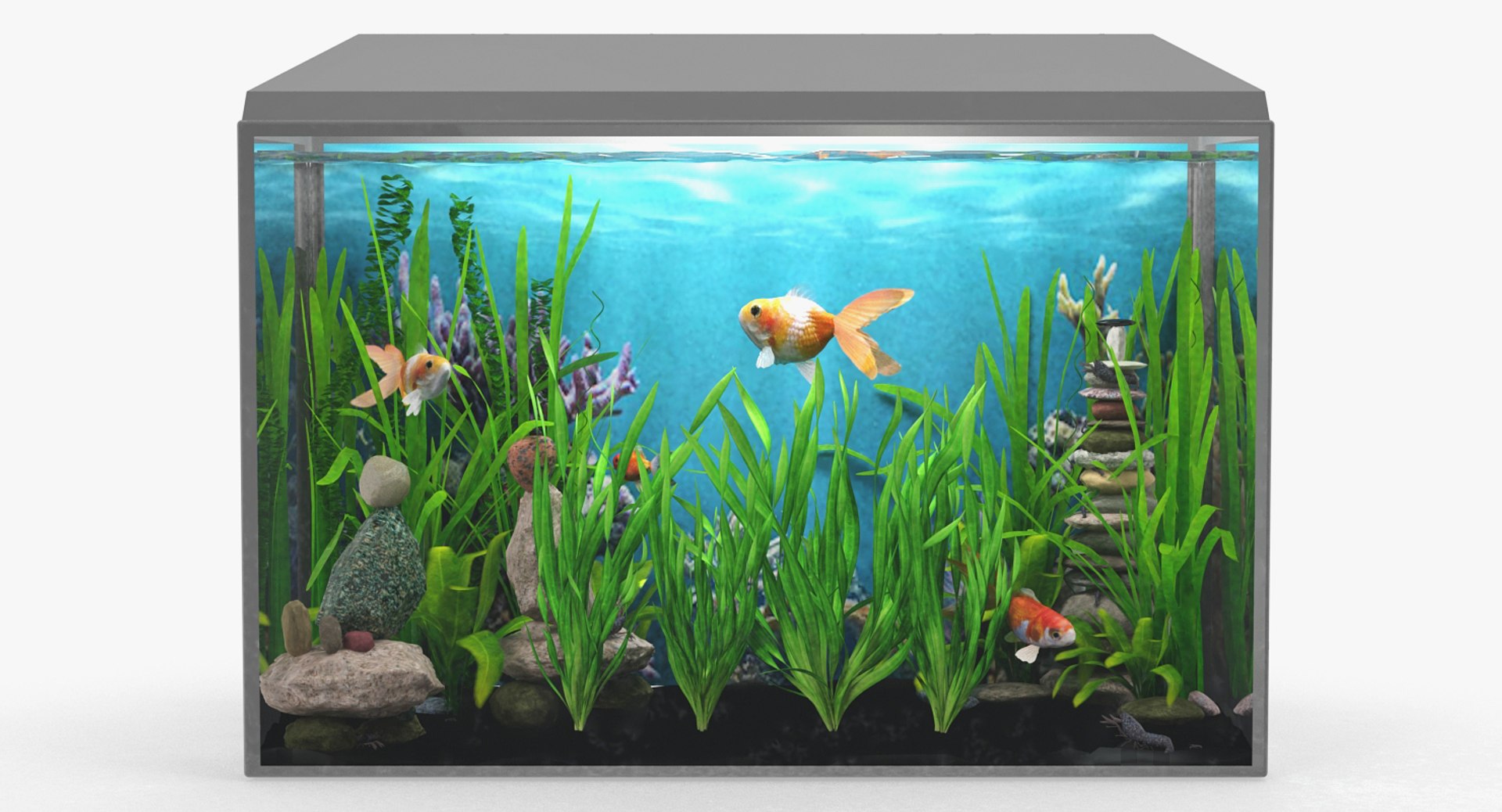 3D Aquarium Plants Collection 3 https://p.turbosquid.com/ts-thumb/XR/D7lcMi/6k/aquariumplantscollection3mb3dmodel043/jpg/1703185612/1920x1080/fit_q87/ded011e872103c1cf06b8eb2eba40604528f42bc/aquariumplantscollection3mb3dmodel043.jpg