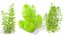 Aquarium Plants Collection 3