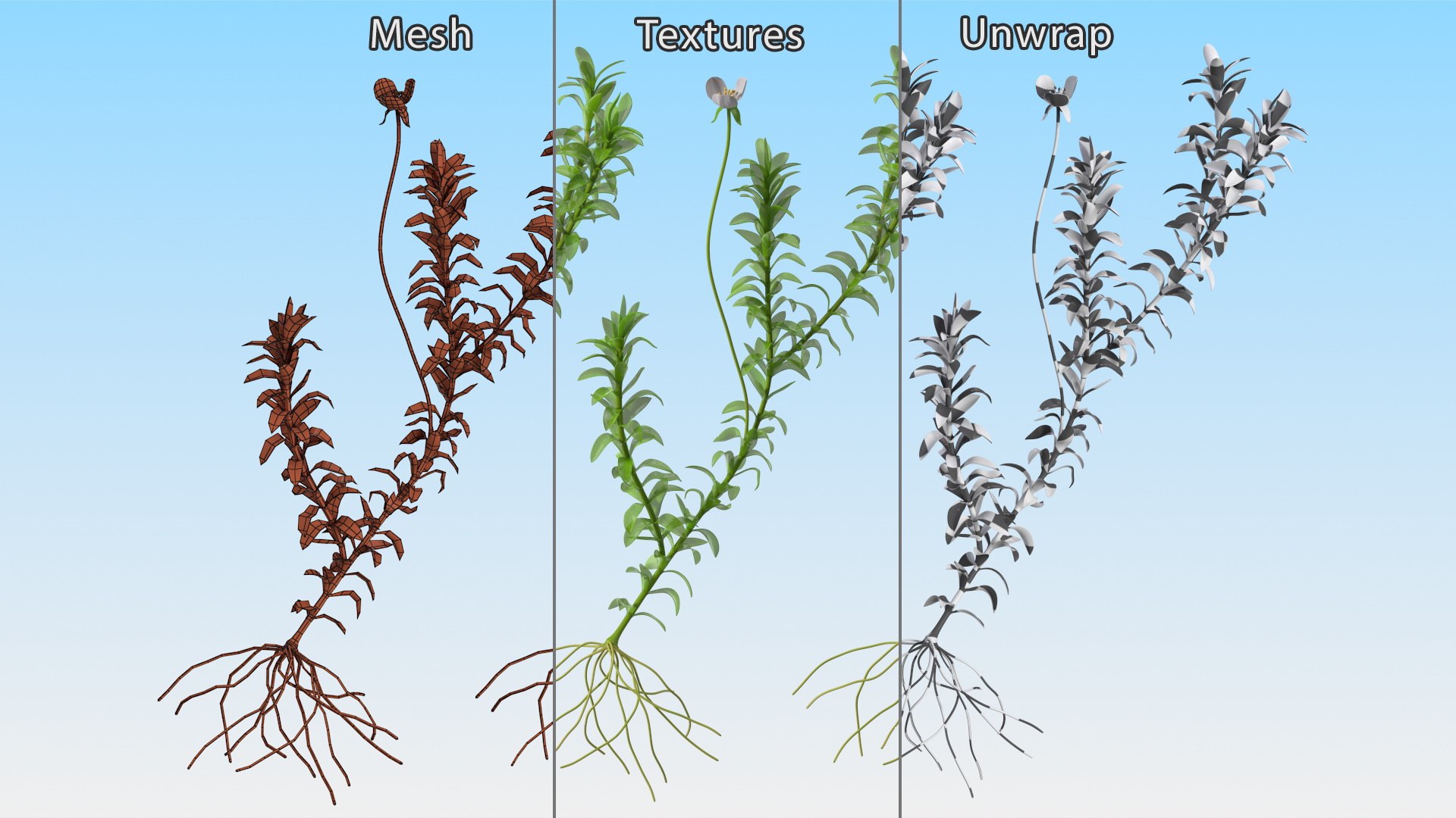 3D Aquarium Plants Collection 3 https://p.turbosquid.com/ts-thumb/XR/D7lcMi/8z/aquariumplantscollection3mb3dmodel016/jpg/1703185490/1920x1080/fit_q87/9fa6dcf47a2198d3064ea3fad7e201cbb24fb165/aquariumplantscollection3mb3dmodel016.jpg