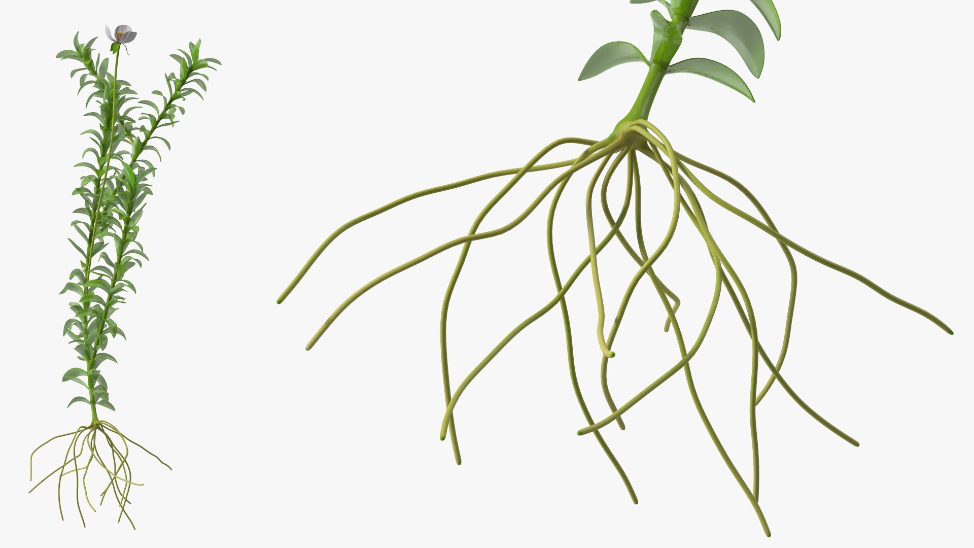 3D Aquarium Plants Collection 3 https://p.turbosquid.com/ts-thumb/XR/D7lcMi/9x/aquariumplantscollection3mb3dmodel019/jpg/1703185502/1920x1080/fit_q87/45bf8e19fc2fa0d40a6165197c354188e21c6a3f/aquariumplantscollection3mb3dmodel019.jpg