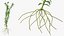 Aquarium Plants Collection 3