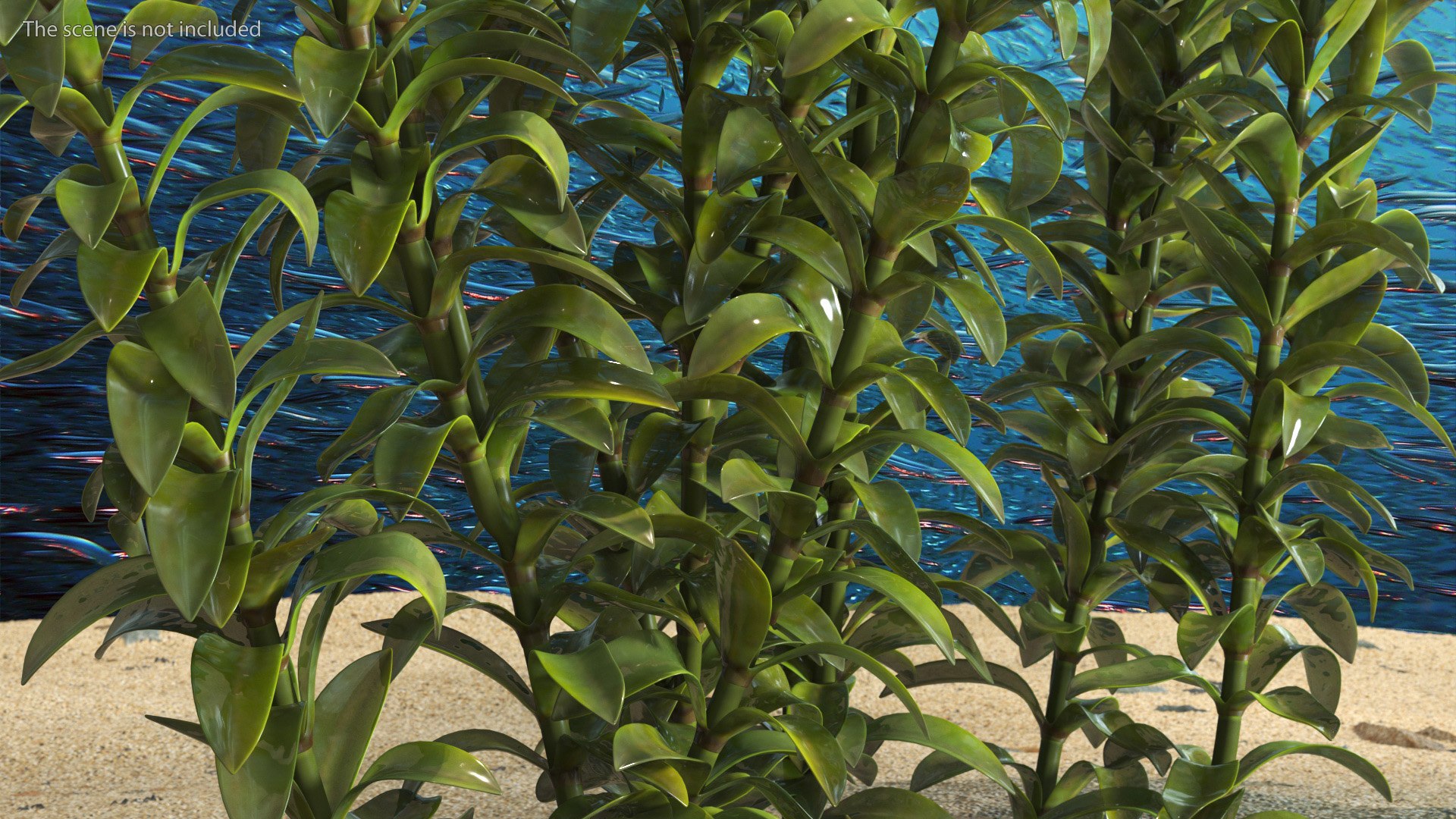 3D Aquarium Plants Collection 3 https://p.turbosquid.com/ts-thumb/XR/D7lcMi/Az/aquariumplantscollection3mb3dmodel033/jpg/1703185569/1920x1080/fit_q87/2d12305d9131225f47232d652bed678794cd8368/aquariumplantscollection3mb3dmodel033.jpg