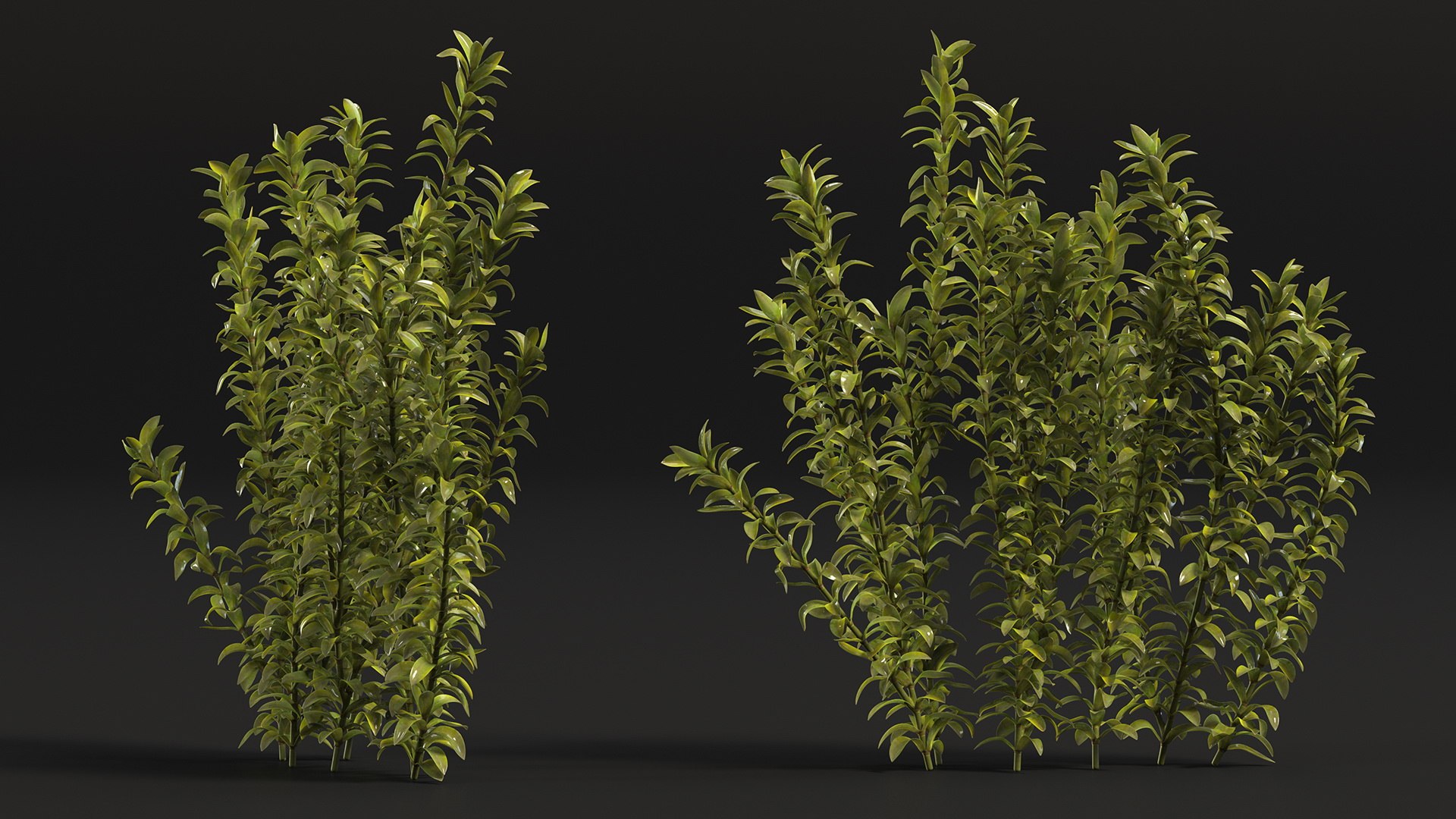 3D Aquarium Plants Collection 3 https://p.turbosquid.com/ts-thumb/XR/D7lcMi/Bb/aquariumplantscollection3mb3dmodel036/jpg/1703185583/1920x1080/fit_q87/09dc5213a0e9bc8338933d4f7fb9d2de69c30748/aquariumplantscollection3mb3dmodel036.jpg