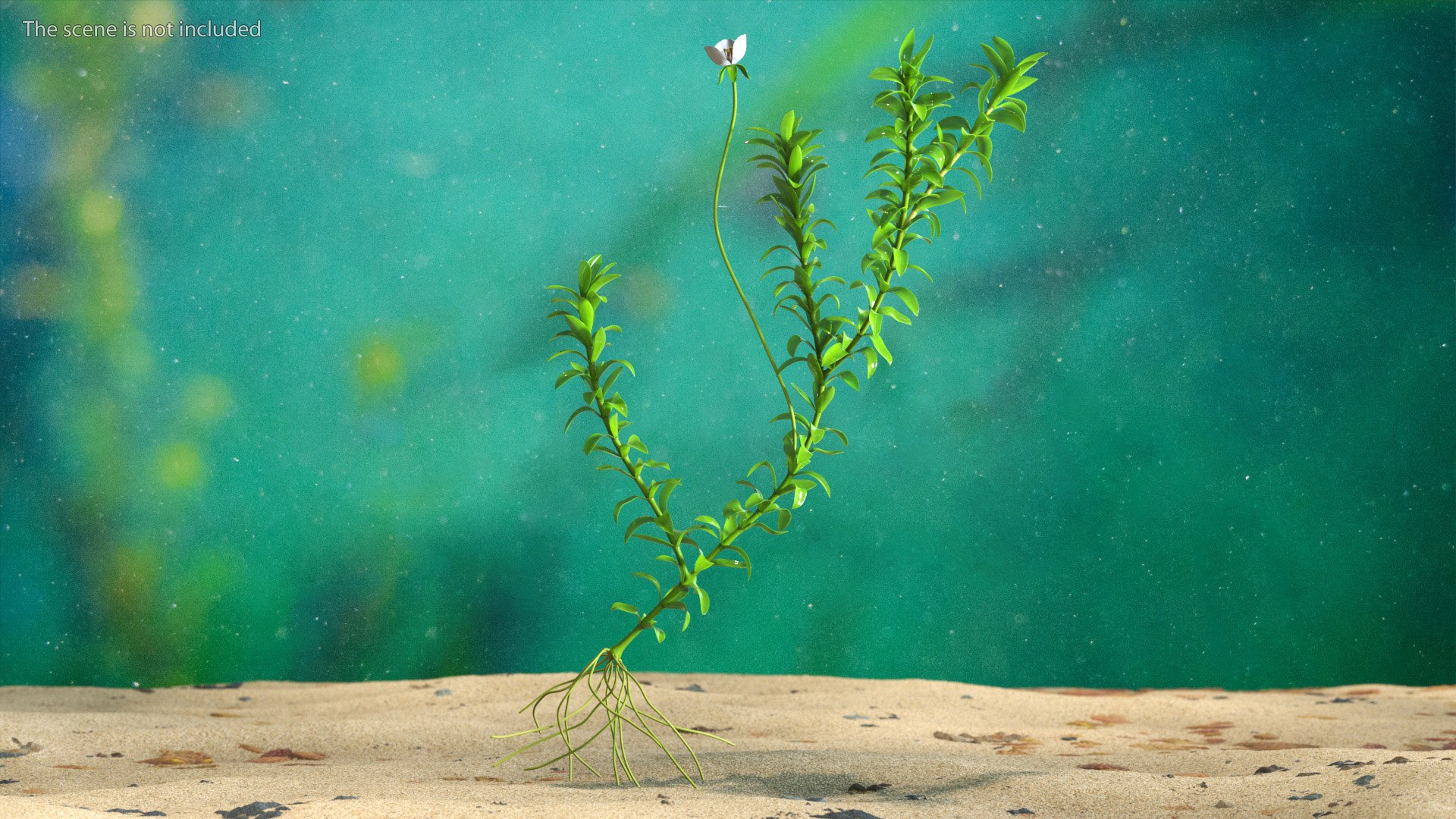 3D Aquarium Plants Collection 3 https://p.turbosquid.com/ts-thumb/XR/D7lcMi/CD/aquariumplantscollection3mb3dmodel008/jpg/1703185456/1920x1080/fit_q87/69f6c52910869544cea6b5eb59e6aa9fe4ba0406/aquariumplantscollection3mb3dmodel008.jpg