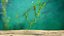 Aquarium Plants Collection 3
