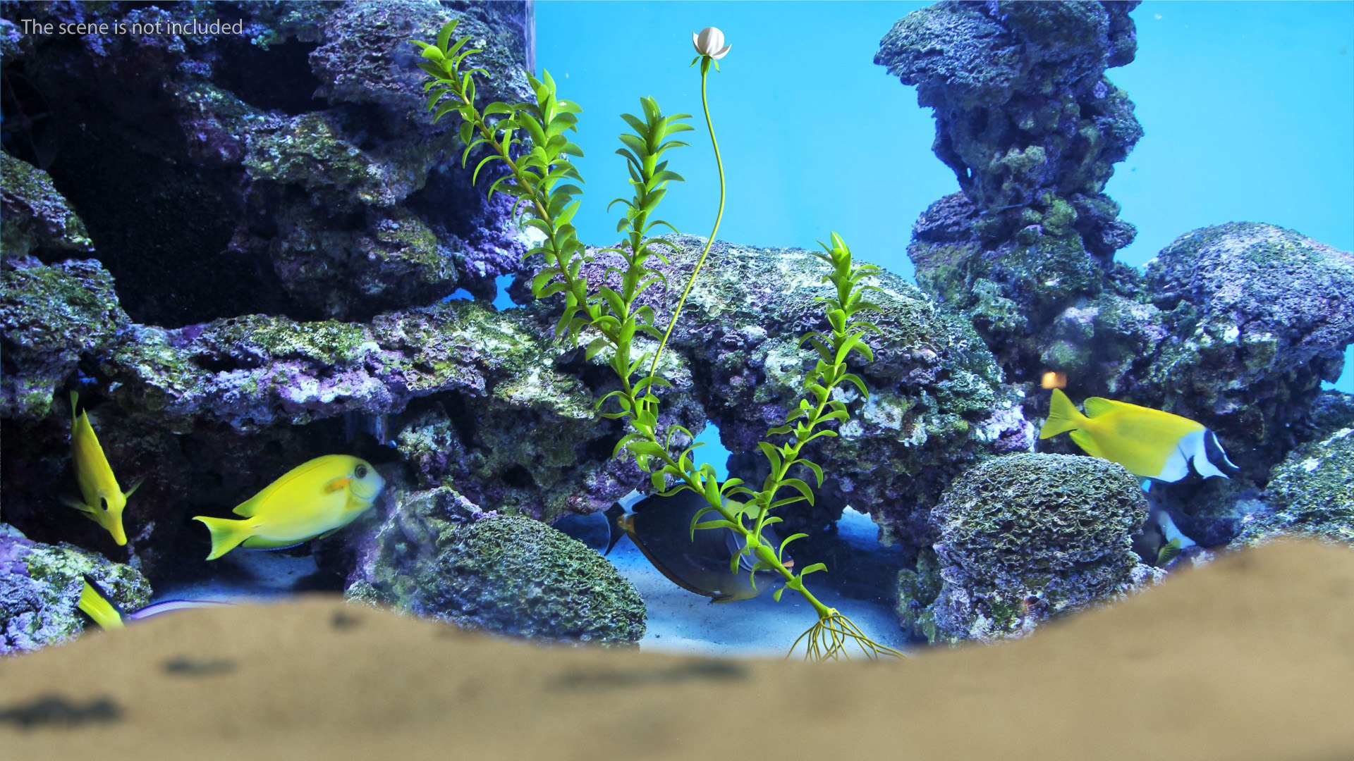3D Aquarium Plants Collection 3 https://p.turbosquid.com/ts-thumb/XR/D7lcMi/Hl/aquariumplantscollection3mb3dmodel009/jpg/1703185461/1920x1080/fit_q87/315798e3b568fd96cefda926c7bbf486ed268d12/aquariumplantscollection3mb3dmodel009.jpg